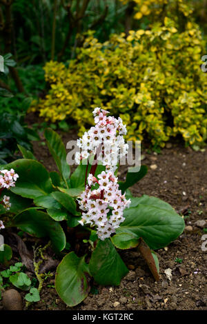 Parthenocissus bressingham white, Pigsqueak ,feuilles sempervirentes,,blanc, fleurs, fleurs du printemps, la floraison ,RM,Floral Banque D'Images