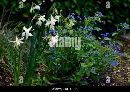 Narcissus thalia, blanc, jonquille, Omphalodes verna, Blue eyed Mary, fleur, floraison, fleurs, arbuste, ombre, spring Floral RM Banque D'Images