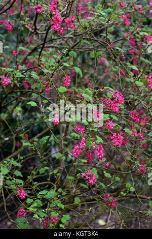 Ribes sanguineum red pimpernel, floraison, groseille, libre, rose, fleurs, portraits de plantes, arbustes, à feuilles caduques, d'arbustes, de Corinthe ,printemps Floral,RM Banque D'Images