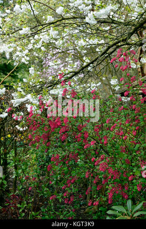 Ribes sanguineum red pimpernel, floraison, groseille, libre, rose, fleurs, portraits de plantes, arbustes, à feuilles caduques, d'arbustes, de Corinthe ,printemps Floral,RM Banque D'Images