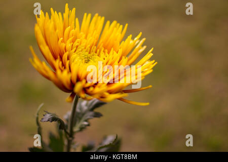 Une seule fleur de chrysanthème jaune isolé isolé contre un arrière-plan flou naturel. l'accent est très peu profond et doux sur le centre de la f Banque D'Images