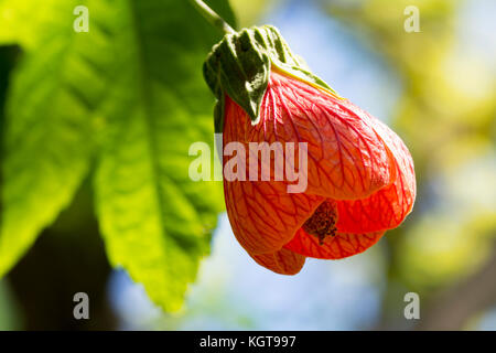 Seul l'abutilon pictum aka rouge veine indian mallow, lampe chinoise culture des fleurs dans son jardin naturel, avec son propre feuillage que l'arrière dr Banque D'Images