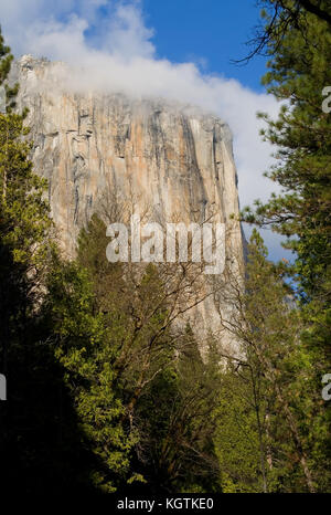 El Capitan dans le brouillard de vallée de Yosemite National Park Banque D'Images