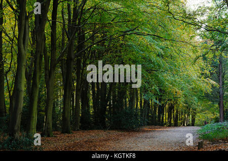 La fin de l'automne dans la région de Bacton, également appelé Witton Woods, Norfolk, Royaume-Uni. Banque D'Images