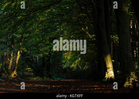 La fin de l'automne dans la région de Bacton, également appelé Witton Woods, Norfolk, Royaume-Uni. Banque D'Images