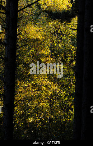 La fin de l'automne dans la région de Bacton, également appelé Witton Woods, Norfolk, Royaume-Uni. Banque D'Images