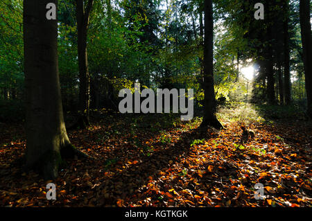 La fin de l'automne dans la région de Bacton, également appelé Witton Woods, Norfolk, Royaume-Uni. Banque D'Images