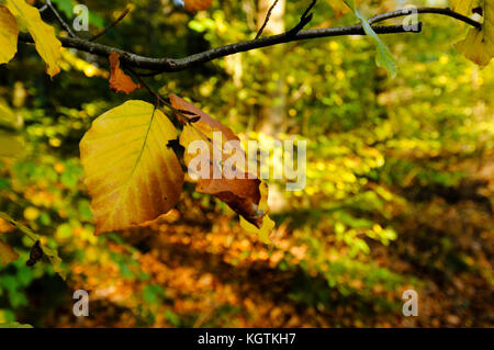 La fin de l'automne dans la région de Bacton, également appelé Witton Woods, Norfolk, Royaume-Uni. Banque D'Images