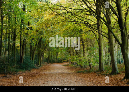 La fin de l'automne dans la région de Bacton, également appelé Witton Woods, Norfolk, Royaume-Uni. Banque D'Images