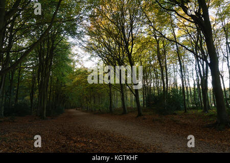 La fin de l'automne dans la région de Bacton, également appelé Witton Woods, Norfolk, Royaume-Uni. Banque D'Images