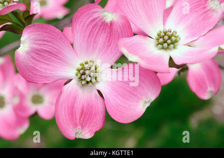 Floraison rose fleurs de cornouiller close-up Banque D'Images