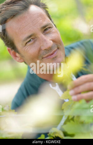 Smiling vigneron standing in vineyard Banque D'Images