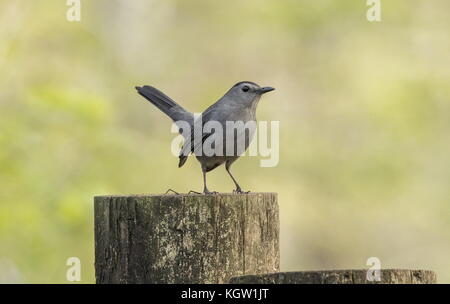 Dumetella carolinensis Moqueur chat, perché sur l'après, dans le jardin, en Floride. Banque D'Images