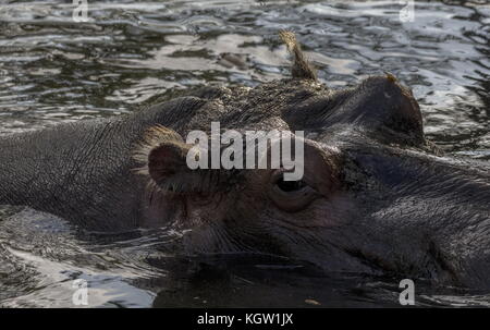 Politique d'hippopotame, Hippopotamus amphibius, reposant dans l'eau. Banque D'Images