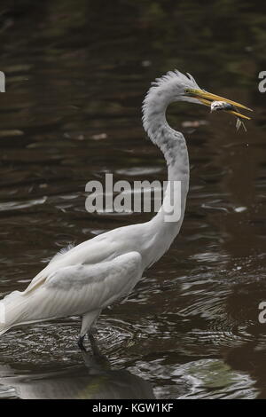 Grande Aigrette Ardea alba, comme l'American sous-espèce Ardea alba egretta avec poisson pris à nouveau ; en Floride. Banque D'Images
