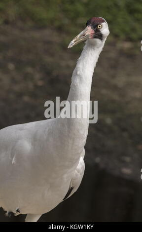 Grue blanche, Grus americana, - très rare grue d'Amérique du Nord. Banque D'Images