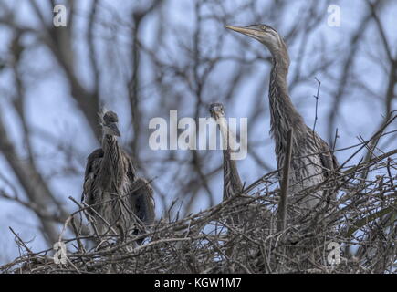 Groupe de jeunes Grand Héron, Ardea herodias, dans le nid, en Floride. Banque D'Images