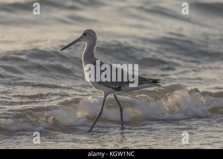 Willet, Catoptrophorus semipalmatus, comme des sous-espèces Catoptrophorus semipalmatus semipalmata, dans l'alimentation d'hiver le long de la rive, en Floride. Banque D'Images