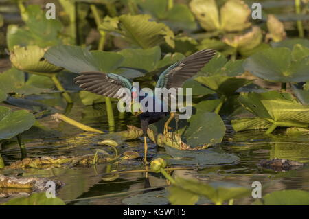 Purple gallinule Porphyrio martinicus, alimentation, parmi les nénuphars jaunes portant de l'eau-lily ; fruits de la Floride. Banque D'Images