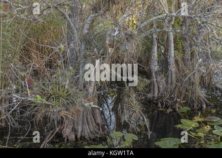 Étang des pommiers, Annona glabra, dans le parc national des Everglades, le long de l'anhinga trail. La Floride. Banque D'Images