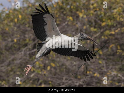 Wood stork Mycteria americana, en vol, transportant le matériel du nid en colonie de nidification, la Floride du Sud. Banque D'Images