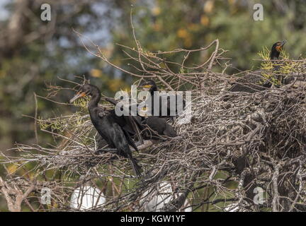 Double-crested cormorant Phalacrocorax auritus, dans la sous-espèce connue sous le nom de Floride, cormorant Phalacrocorax auritus floridanus. Au nid avec les jeunes. Banque D'Images