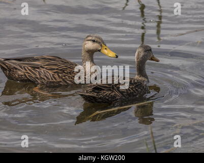 Anas fulvigula tacheté, canard, sur la Floride, les terres humides de l'hiver. Banque D'Images