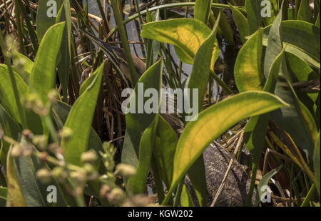 Le Butor d'Amérique Botaurus lentiginosus-bien camouflé dans la végétation des terres humides, en Floride. Banque D'Images