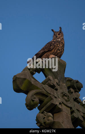 Hibou de l'aigle ( Bubo bubo ) adulte, homme, perché au sommet d'une église, vieille croix, regardant attentivement, tiré contre le ciel bleu du soir, la nuit, Europe Banque D'Images