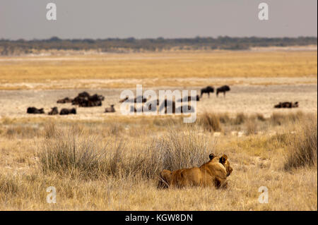 Lioness(Panthera leo) près du trou d'eau de Kalkheuwel regardant un troupeau de wildebeest (Connochaetes taurinus) dans le loin, Parc national d'Etosha, Namibie Banque D'Images