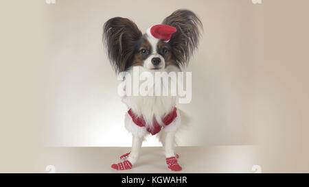 Jeune homme drôle toy spaniel chien petit papillon en costume père noël regarde autour de sur fond blanc Banque D'Images