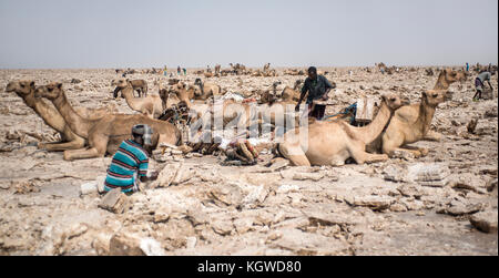 Loin de l'exploitation minière d'une tribu du sel de la surface du lac Assal. Sauf pendant les chaleurs de l'été, loin de la tribu faire 100 km aller-retour avec camel cara Banque D'Images