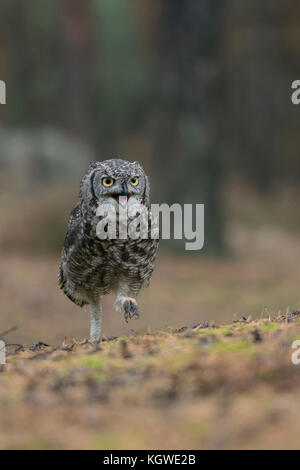 Grand hibou corné / hibou tigre ( Bubo virginianus ) marche, courant sur le sol à travers une forêt de pins, appelant, semble en colère, drôle frontal, vue. Banque D'Images