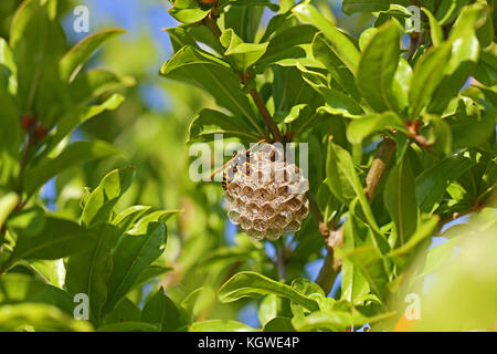 Tree wasp wasp papier ou sur son nid et le construire très proche jusqu'nom latin pollistes gallicus dolichovespula sylvestris Banque D'Images