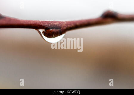 Goutte sur la branche de pommetier, Malus ou sauvages, apple tree sur un matin d'automne pluvieux Banque D'Images