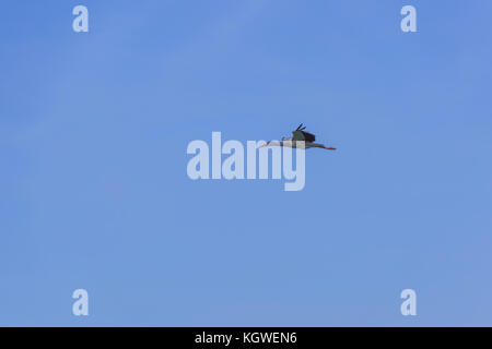 Single white stork est vol droit et haut dans le ciel bleu pur. Banque D'Images