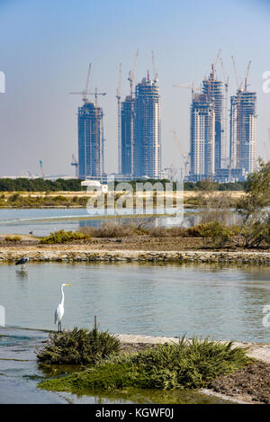 Dubaï, Émirats arabes unis - 30oct2017 : grande aigrette (Ardea alba) au ras al khor réserve ornithologique à Dubaï (Émirats arabes unis avec de nouveaux gratte-ciel en construction dans l'arrière-plan. Banque D'Images