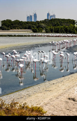 Dubaï, Émirats arabes unis - 30oct2017 : plus de flamands roses à Ras Al Khor wildlife reserve, Dubaï. Banque D'Images