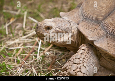 Spur-cuisse tortue dans l'herbe Banque D'Images