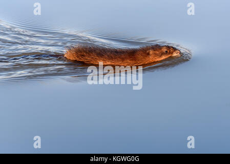 Le rat musqué (Ondatra zibethicus) nager sur l'eau de la rivière à la lumière du soleil couchant Banque D'Images