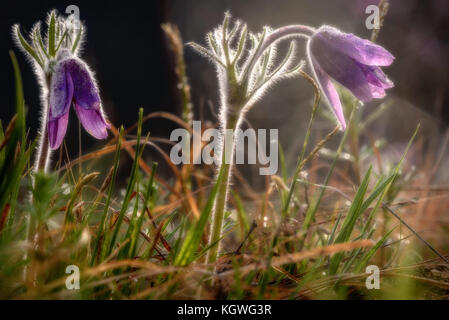 Les premières fleurs de printemps avec des gouttes de rosée sur l'herbe close up à la lumière du soleil Banque D'Images