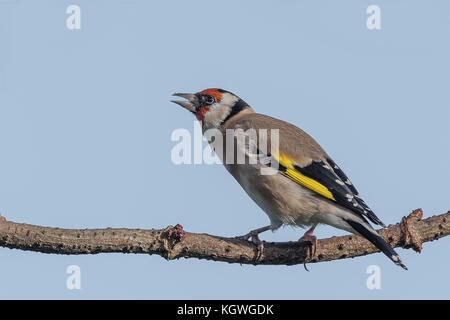 Un chardonneret perché sur une branche vers la gauche avec son bec ouvert d'autres oiseaux d'avertissement contre un ciel clair bleu clair Banque D'Images