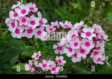 Phlox paniculata rose fleur en pleine floraison au jardin de plantes vivaces, Sofia, Bulgarie Banque D'Images