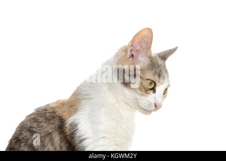 Portrait d'un joli chat tricolore isolé sur fond blanc Banque D'Images