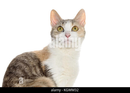 Portrait d'un joli chat tricolore isolé sur fond blanc Banque D'Images