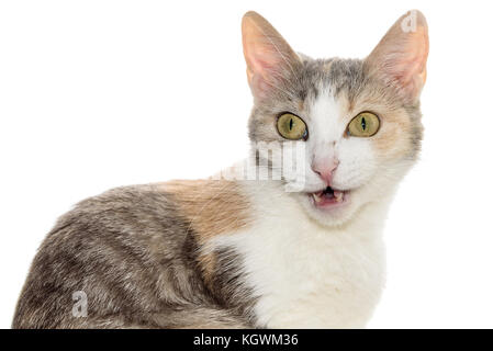 Portrait de malheureux funny cat tricolore isolé sur fond blanc Banque D'Images