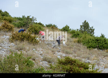 L'Albanie, Berat, la collecte de plantes médicinales naturelles sauvages et plantes médicales dans les montagnes pour l'exportation société GJEDRA- plantes médicinales et aromatiques, sauge sauvage / ALBANIEN, Berat, Sammeln von wilden Heilkraeutern in den Bergen fuer Export Firma, Gjedra Salbei wilder Banque D'Images