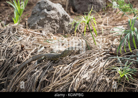 Moniteur du Nil (Varanus niloticus) Banque D'Images