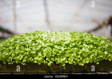 Plantes bébé (Cresson) croissant dans les émissions avec système hydroponique Banque D'Images