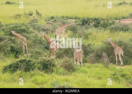 Groupe d'espèces en Rothschild les girafes se nourrissent d'arbres dans le parc national de Murchison Falls, en Ouganda. Banque D'Images